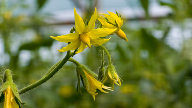 Close-up of bright yellow tomato flowers and buds blooming on a hairy green stem in a greenhouse garden setting.