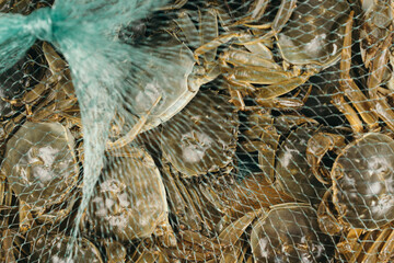 Fresh Crabs in Fishing Net © Jingjing Song