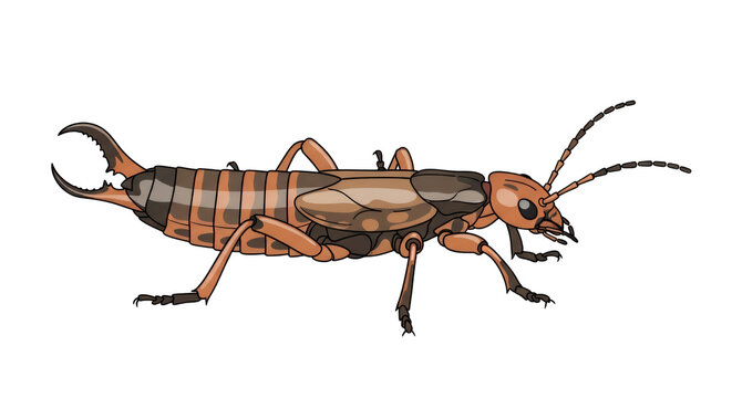 Detailed Earwig Insect Illustration Isolated on White Background with Characteristic Pincers and Segmented Body