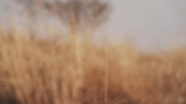 A desolate grassland with withered trees