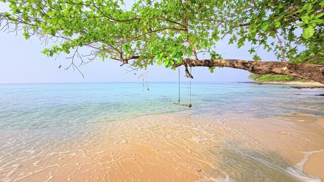 Broad coastal tree above clear tropical shoreline and gentle surf