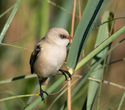 Female Bearded Reedling (Panurus biarmicus) Perched on a Reed Stem in a Wetland