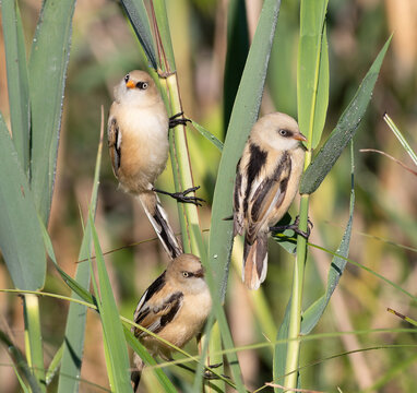 Three Juvenile Bearded Reedlings (Panurus biarmicus) Perched on Green Reed Stems