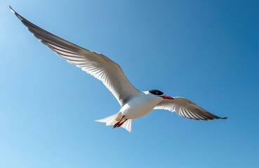 Fototapeta premium White bird with black cap and red beak flies gracefully in clear blue sky. Its wings are fully spread showing detailed feathers. Legs tucked neatly during flight.