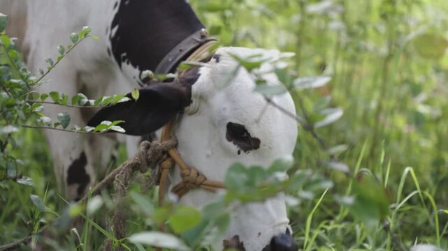 Indian Cows grazing in field