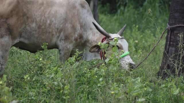 Indian Cows grazing in field