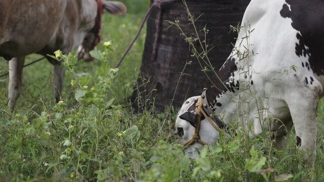 Indian Cows grazing in field