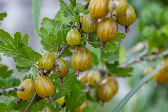 Explore the characteristics of Ribes uva-crispa the European gooseberry with its thorny branches and sour edible berries thriving in natural environments