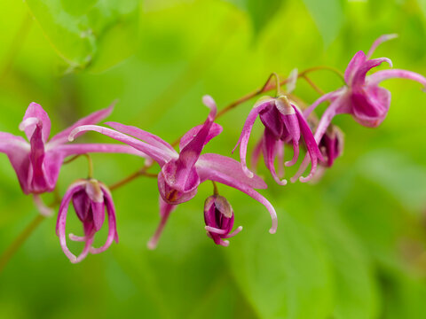 イカリソウの花