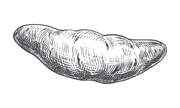 Sweet potato sketch. Vector illustration of vegetable. Whole sweet batat root isolated on white background. Hand-drawn, imitating an engraving. Ink line art ofIpomoea batata.