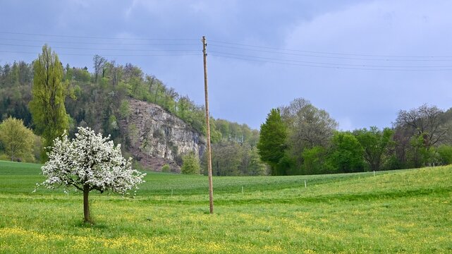 landscape with trees