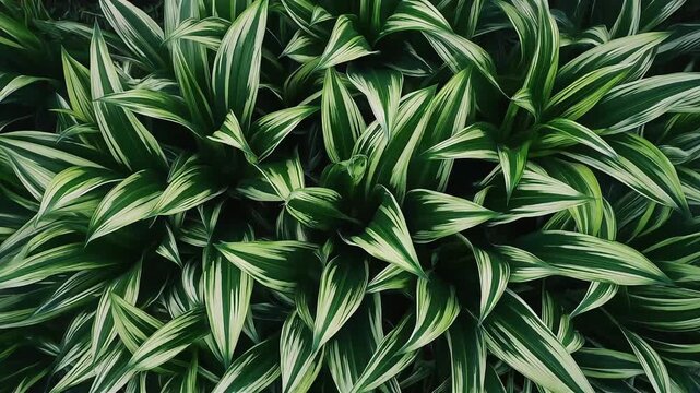 Green Variegated Plant Leaves Swaying Gently in the Breeze, Top Down View, Cinematic 4K Footage
