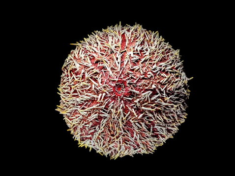 Red Sea Urchin Macro Detail Black Background