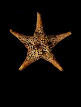 Textured Dried Starfish Specimen Isolated Black Background