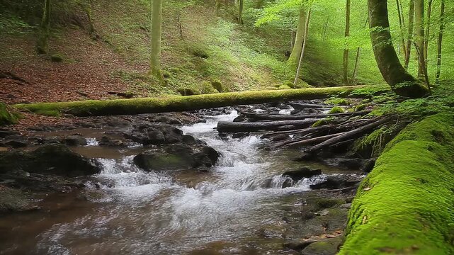 Serene Forest Stream Flowing Over Rocks Amidst Lush Greenery - 4K Cinematic Footage