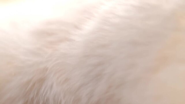 Slow pan tracking shot of white cat fur rippling and settling during gentle petting on indoor couch in living room close up