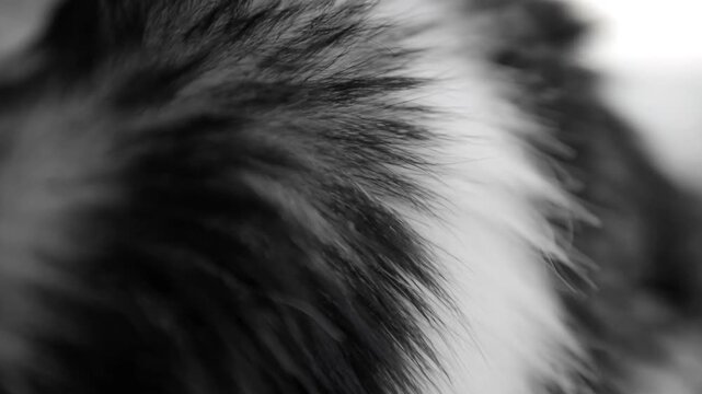 Slow motion tracking pan of animal fur close up showing brushing and ruffling texture on black and white coat in indoor studio setting
