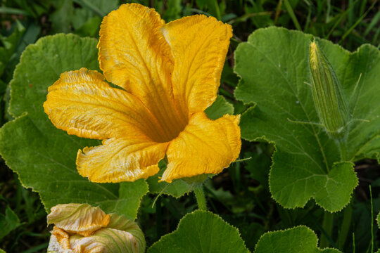 Vibrant yellow zucchini flower blooming amidst green leaves in a garden showcasing the beauty of summer squash in full growth