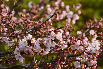 Fototapeta premium Cherry blossoms and buds with green background in Iwaki City, Fukushima, Japan