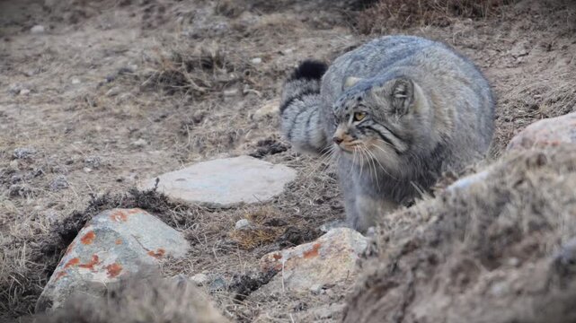 Pallas's cat walking on rocky ground