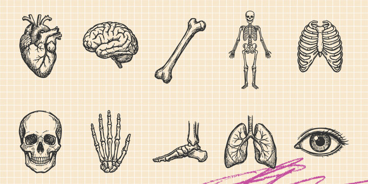 Black ink scribble doodle vector vintage hand drawn set of human anatomy skeleton heart brain and organs