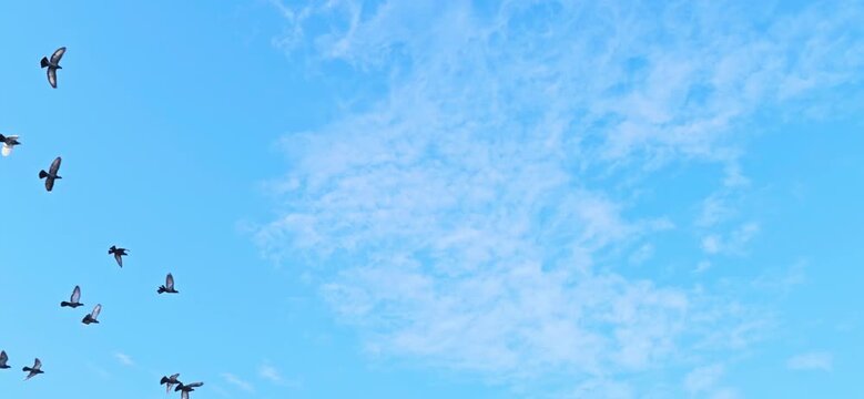 A flock of birds flying in a clear blue sky with wispy clouds, captured in a wide-angle shot with a bright and airy mood.