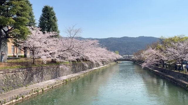 京都・岡崎疏水の桜と舟の風景｜春の日本を彩る水辺と満開の桜並木（Okazaki Canal Cherry Blossoms and Boat Kyoto）