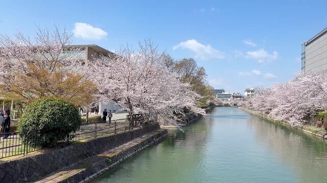 京都・岡崎疏水の桜と舟の風景｜春の日本を彩る水辺と満開の桜並木（Okazaki Canal Cherry Blossoms and Boat Kyoto）