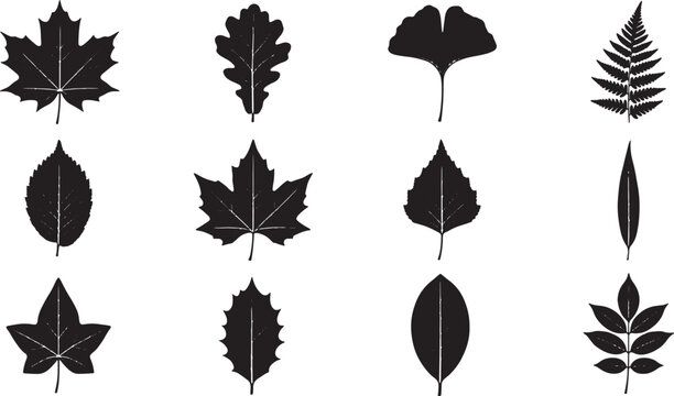 Black and white line of maple leaves and autumn foliage, isolated on white background, line maple leaf