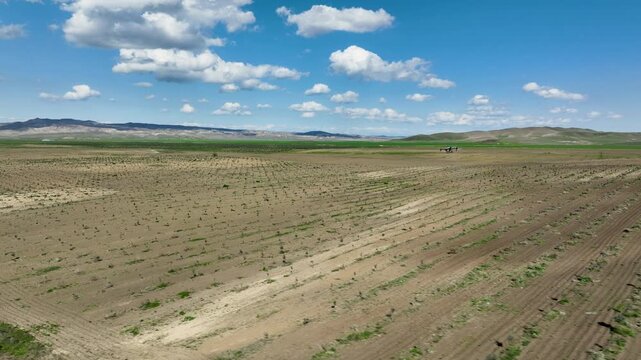 Agricultural drone spraying pesticides over a young olive plantation in a rural field under a bright blue sky in Kakheti region, Georgia