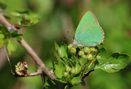 A Green Hairstreak Butterfly (Callophrys rubi) perching on a hawthorn tree flower in springtime.
