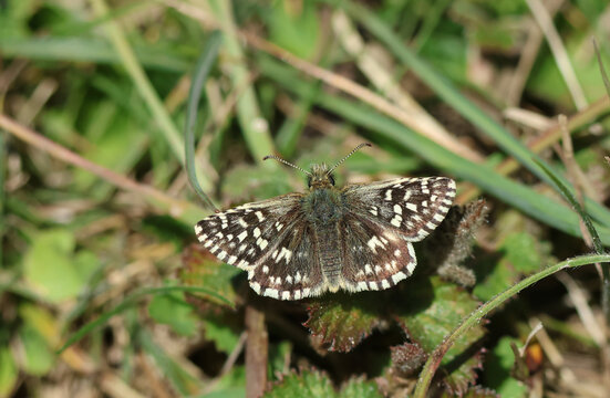 A rare Grizzled Skipper Butterfly, Pyrus malvae, resting on a plant in spring.