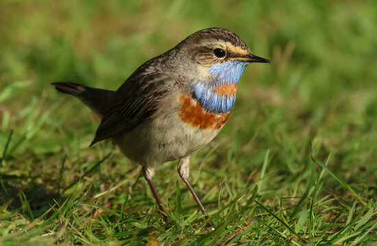 A rare Red-spotted Bluethroat, Luscinia svecica svecica, hunting for food on the grass.
