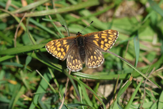 A newly emerged rare Duke of Burgundy Butterfly, Aricia agestis, resting on a plant in a medow.