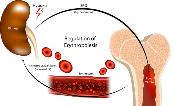 Regulation of Erythropoiesis Process Medical Infographic Kidney Hypoxia EPO Bone Marrow. EPO Production