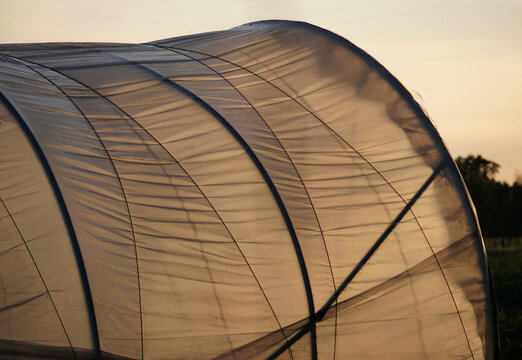 Greenhouse polytunnel at sunset with translucent plastic
