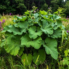 Naklejka premium A large green plant with big rounded leaves in a field