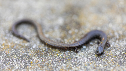 Fototapeta premium California Slender Salamander spotted in city park. Los Altos, Santa Clara County, California.