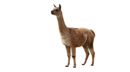 Fototapeta premium Elegant guanaco standing tall in a natural setting, showcasing its wild beauty