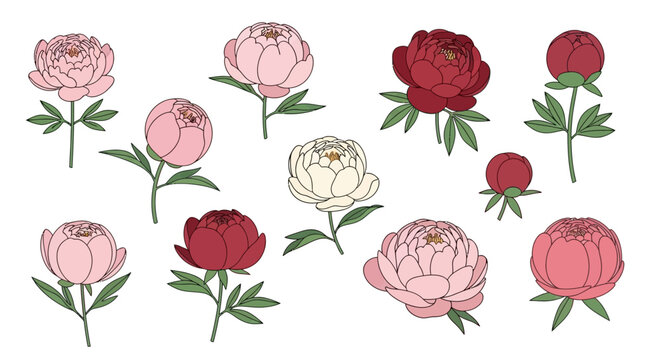 A collection of delicate and vibrant illustrations of peonies in various shades of pink and red, showcasing their beauty