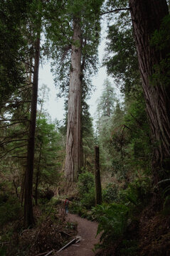 Person hiking on a path in the redwood forest