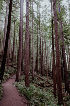 Hiking path through Redwood Forest