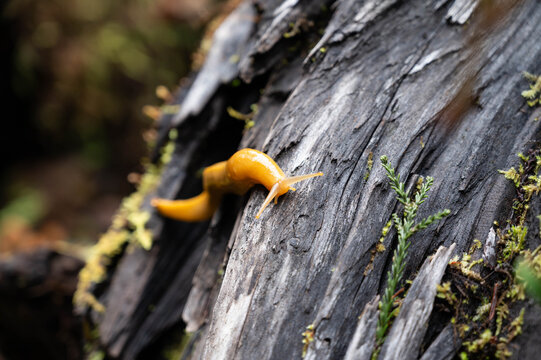 Bright Yellow Slug on Tree Bark