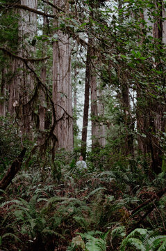 Young boy standing in the middle of the redwood forest