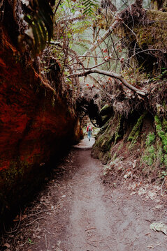 Person hiking through a covered path in the forest