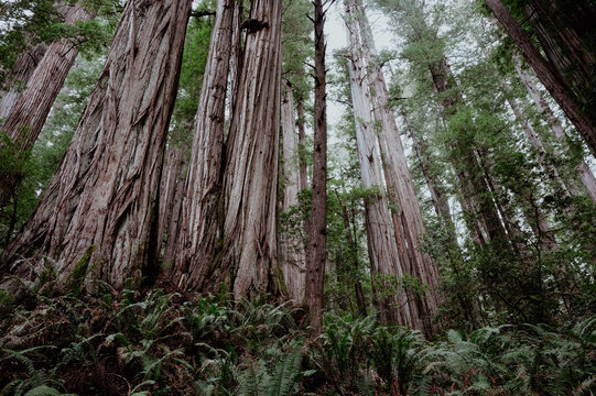 Upward shot of redwood trees