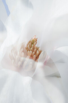Soft abstract spring flower in morning light