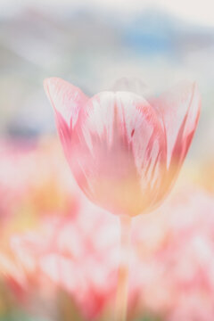 Soft focus tulip in pastel tones with copy space