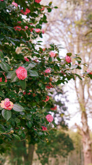 Naklejka premium Pink camellia flowers blooming on green foliage in a garden setting