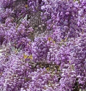 A close-up view of wisteria flowers in full bloom, showcasing soft purple and lavender petals hanging in graceful clusters. The blossoms capture the gentle atmosphere of spring, with natural light hig
